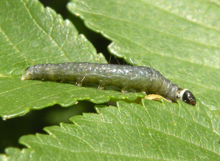 Larva di Conistra veronicae?